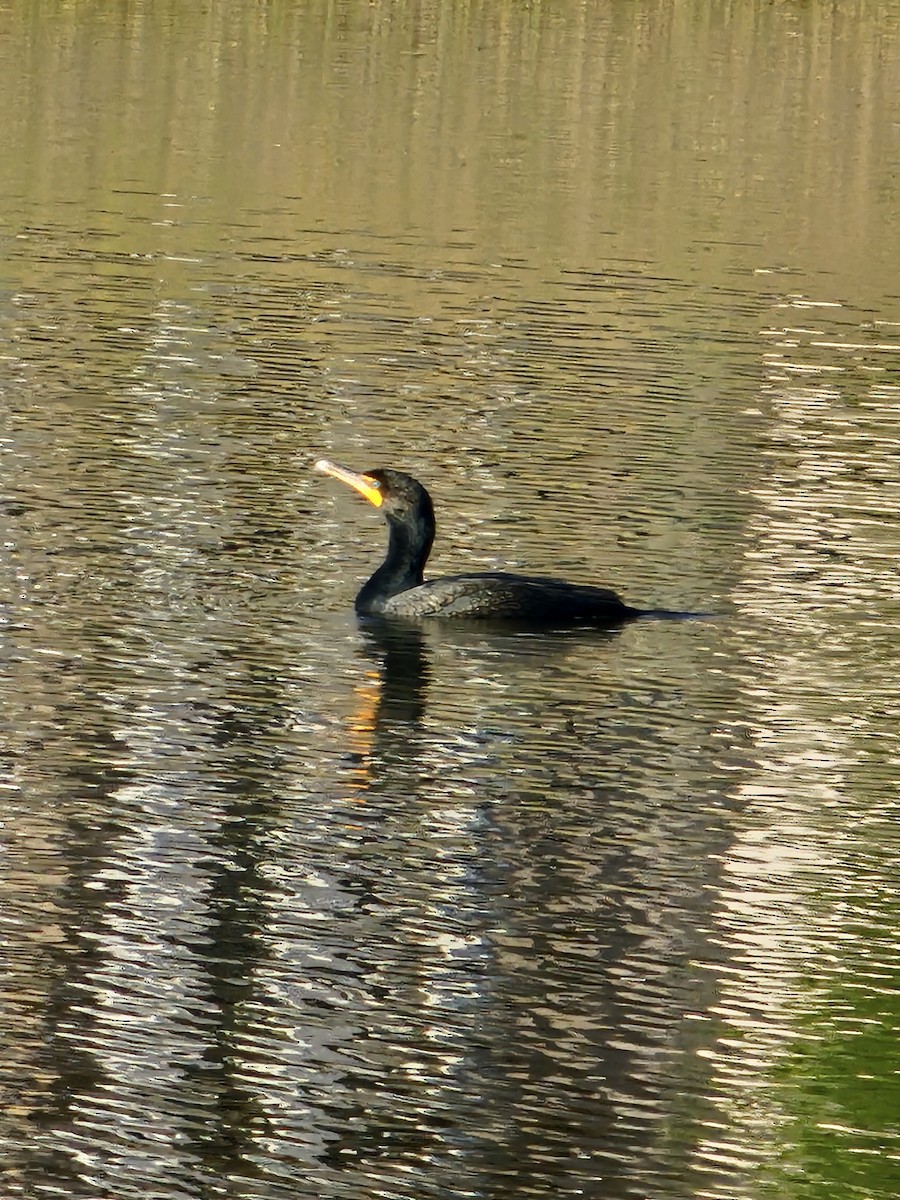 Great/Double-crested Cormorant - ML615968769