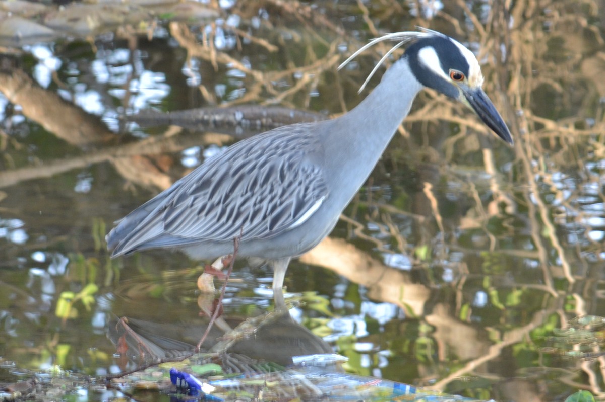 Yellow-crowned Night Heron - Rick  Robb