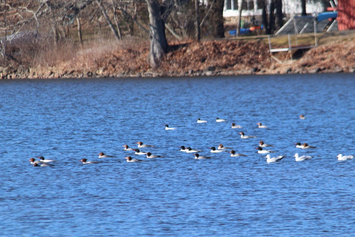 Common Merganser - ML615968815
