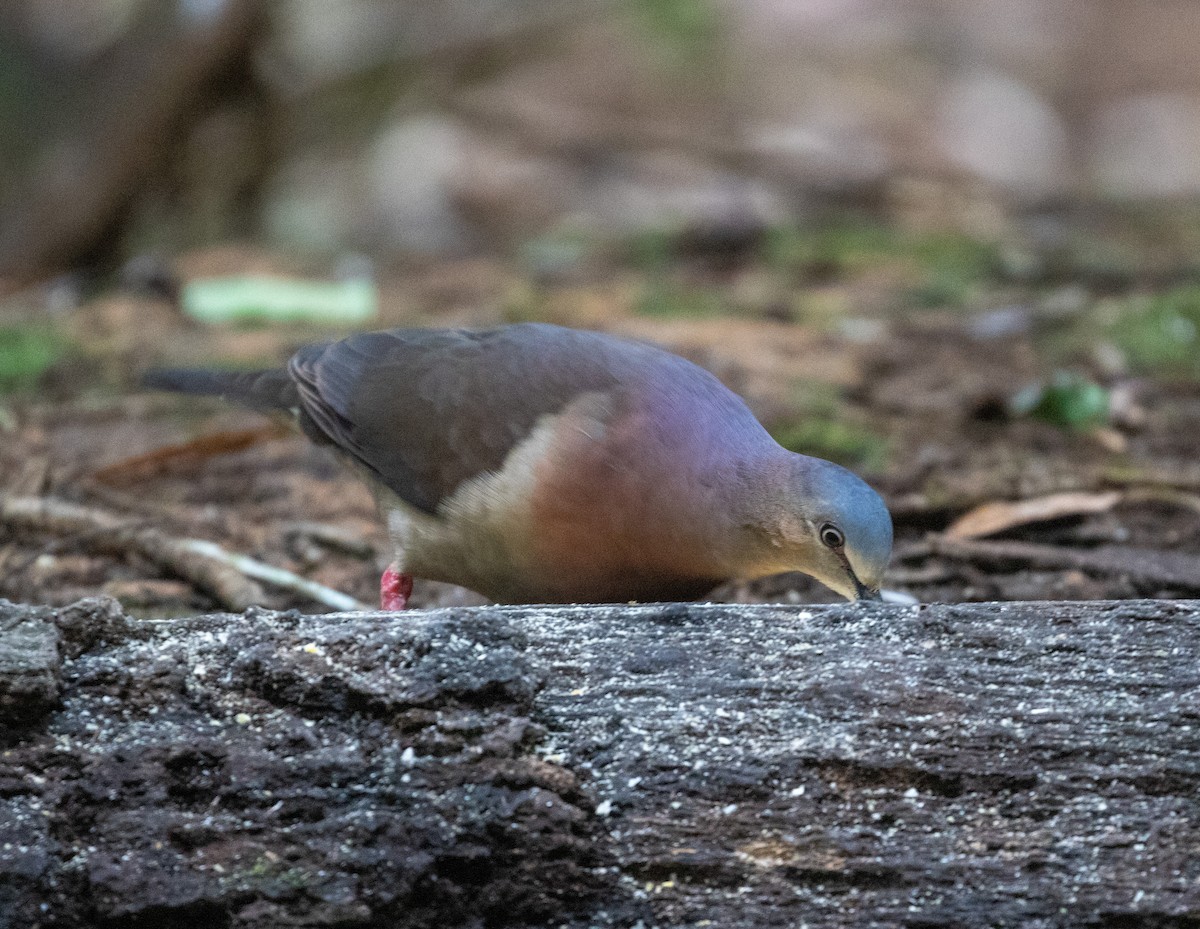 Tolima Dove - ML615968817