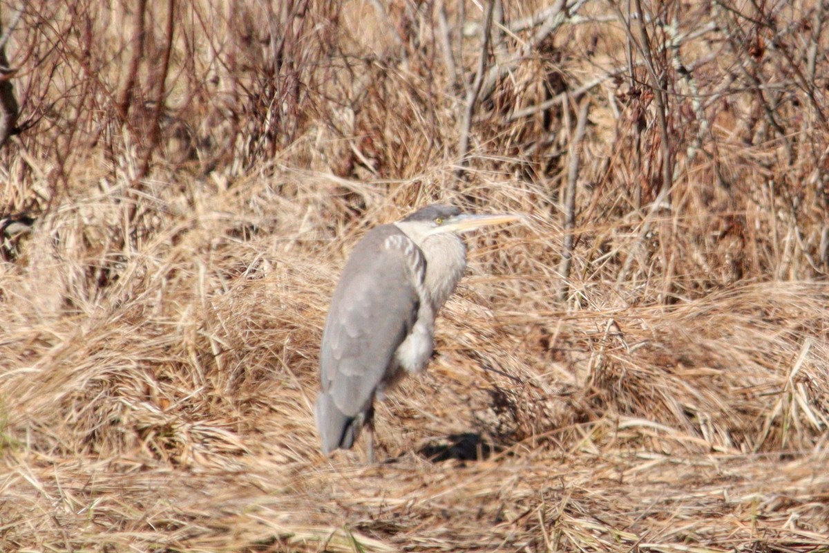 Great Blue Heron - ML615968819