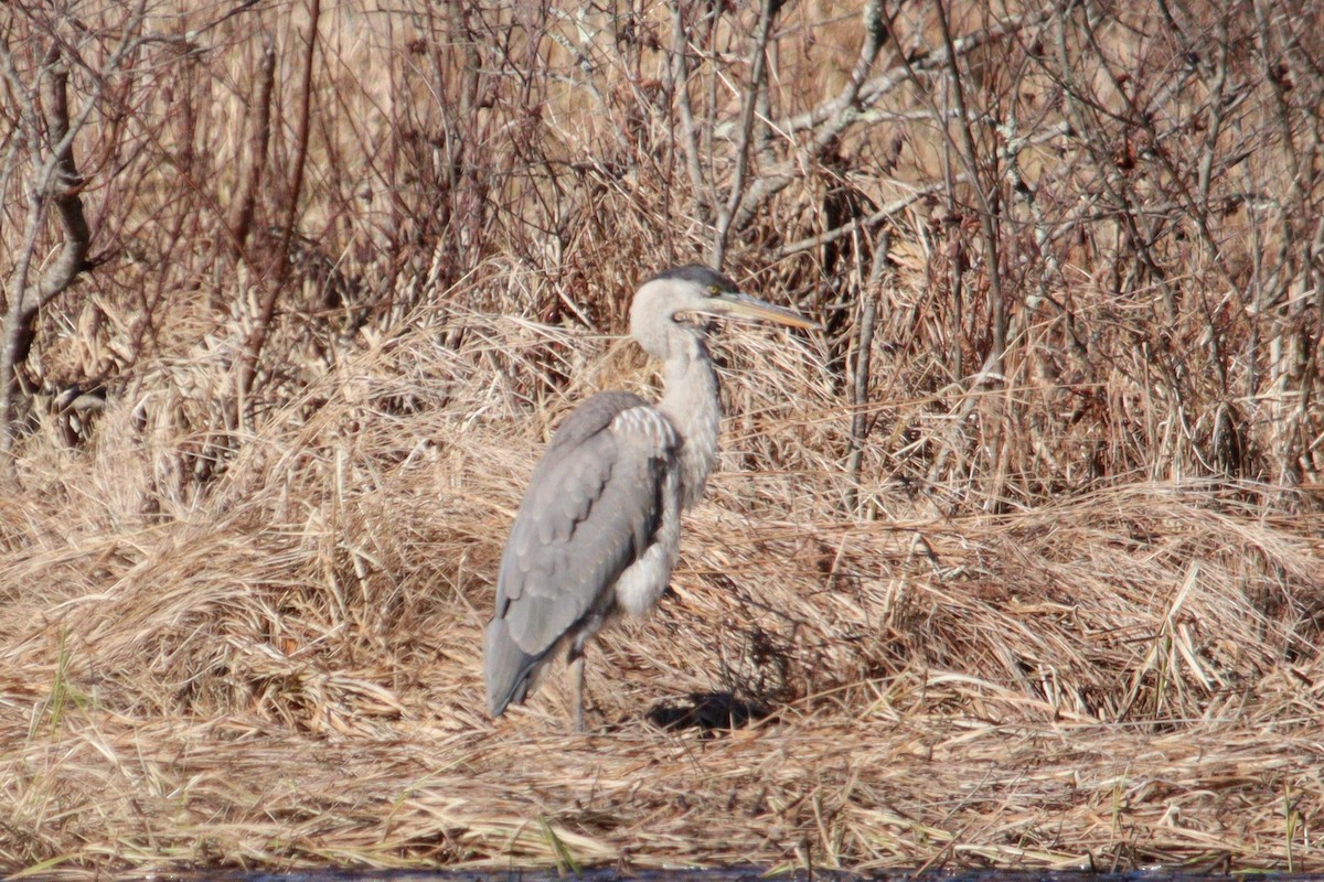 Great Blue Heron - ML615968820
