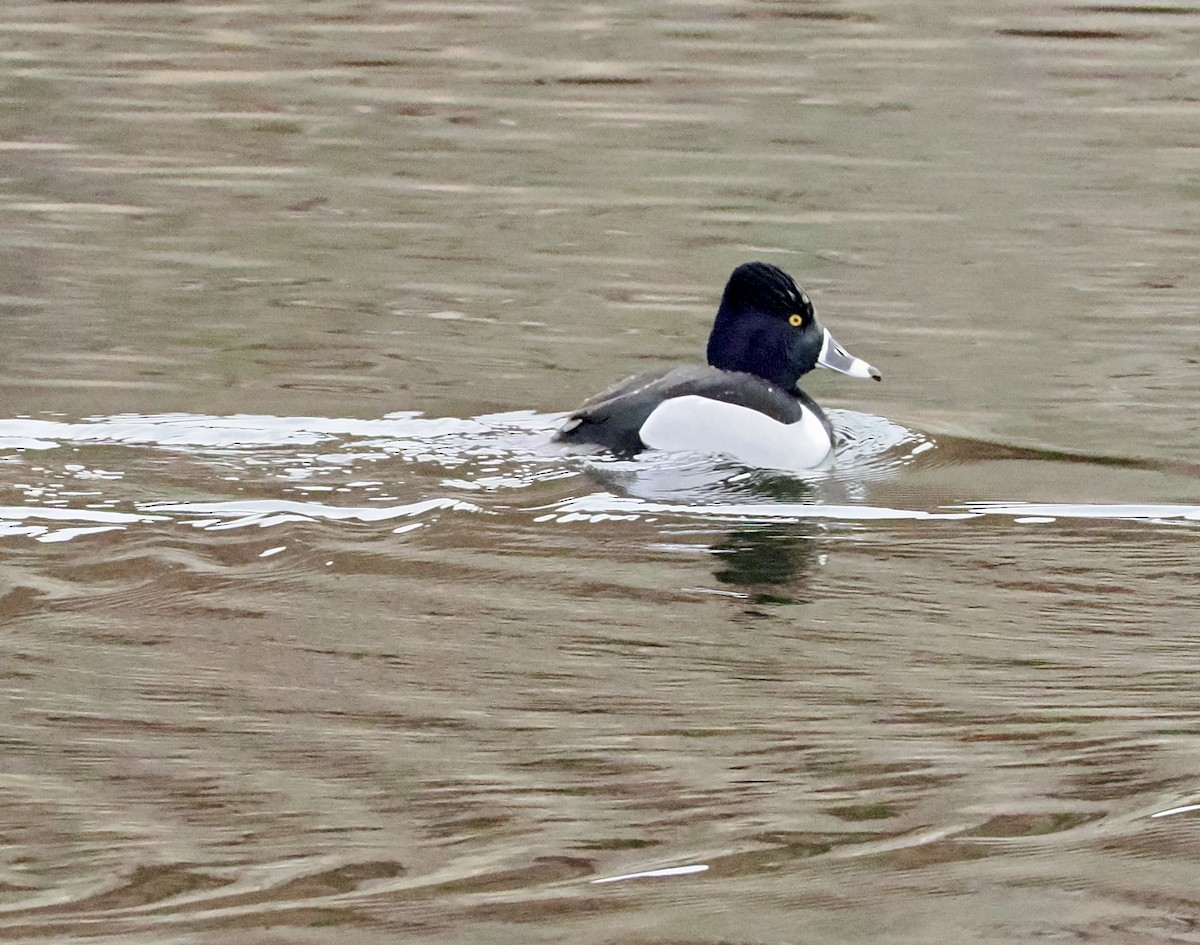 Ring-necked Duck - Melody Serra