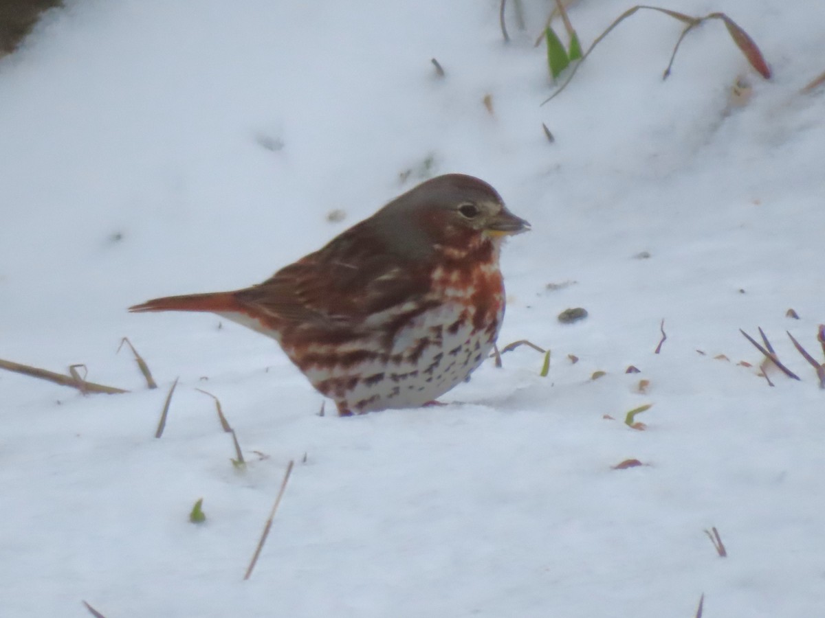 Fox Sparrow - ML615968981