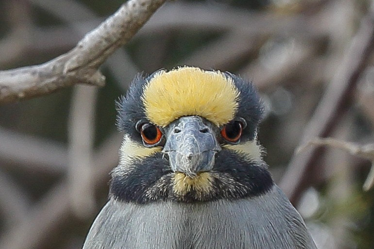 Yellow-crowned Night Heron - ML615969012