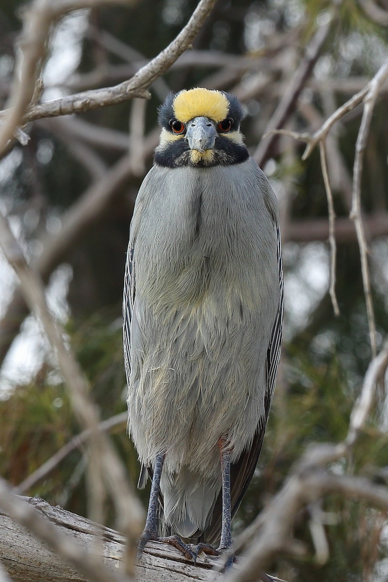 Yellow-crowned Night Heron - ML615969013