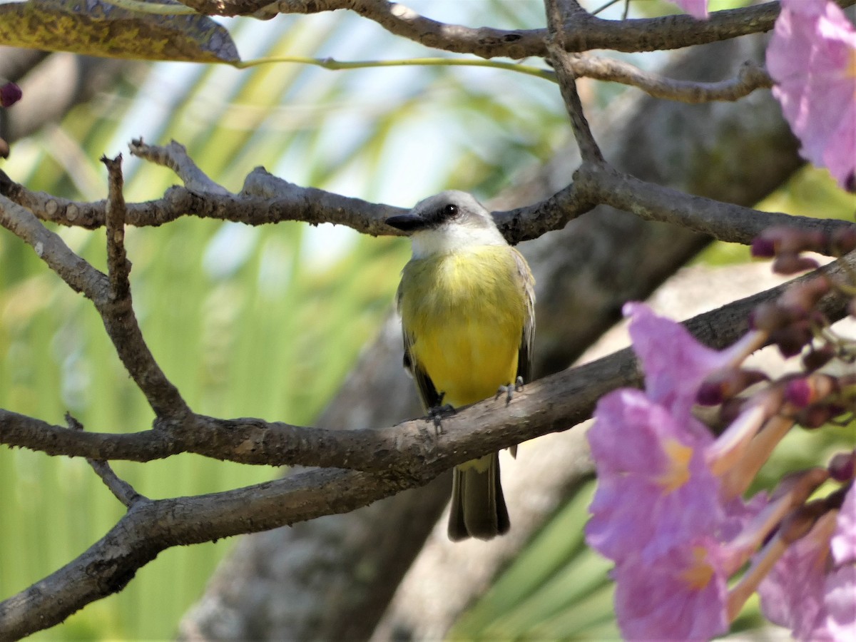 Tropical Kingbird - ML615969105