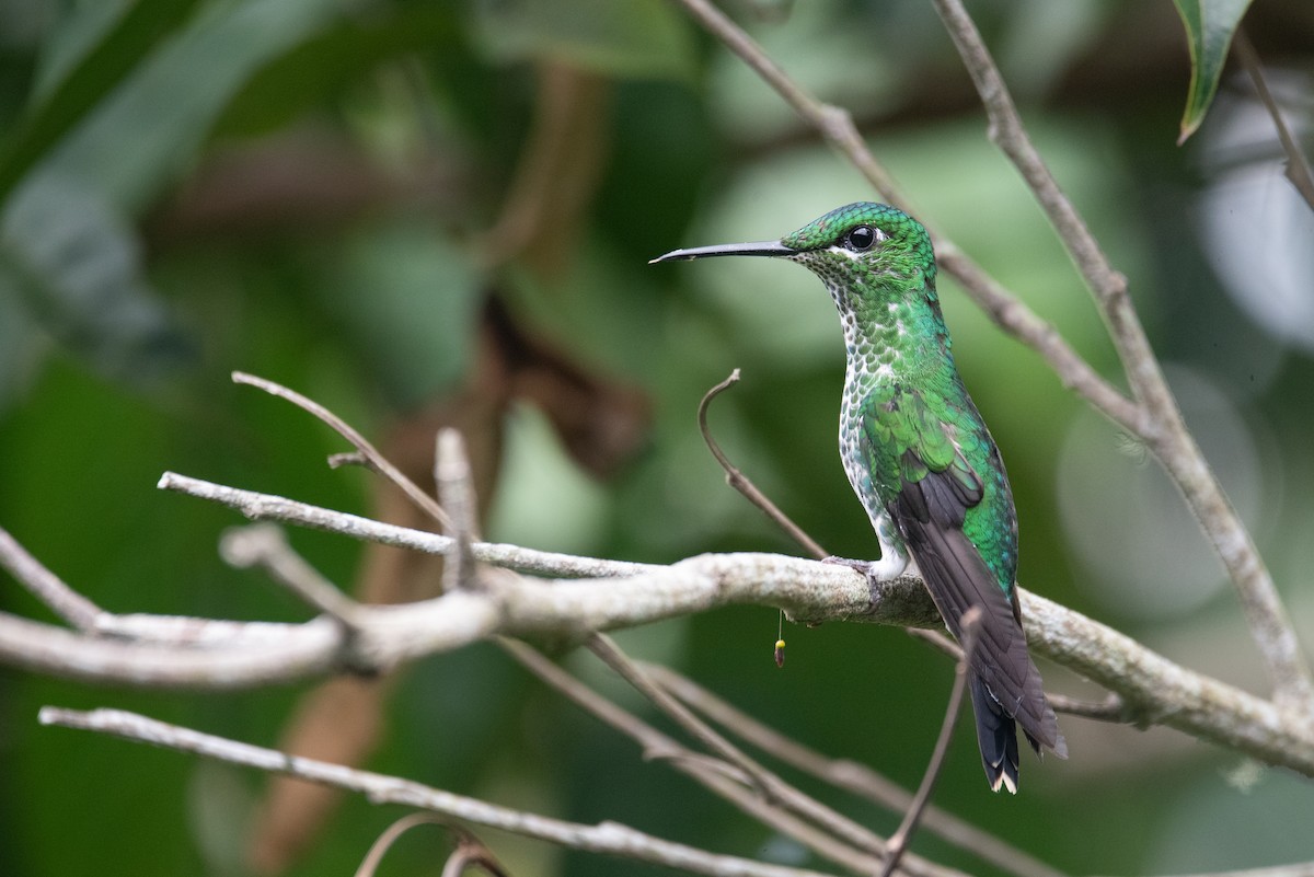 Green-crowned Brilliant - Philippe Hénault