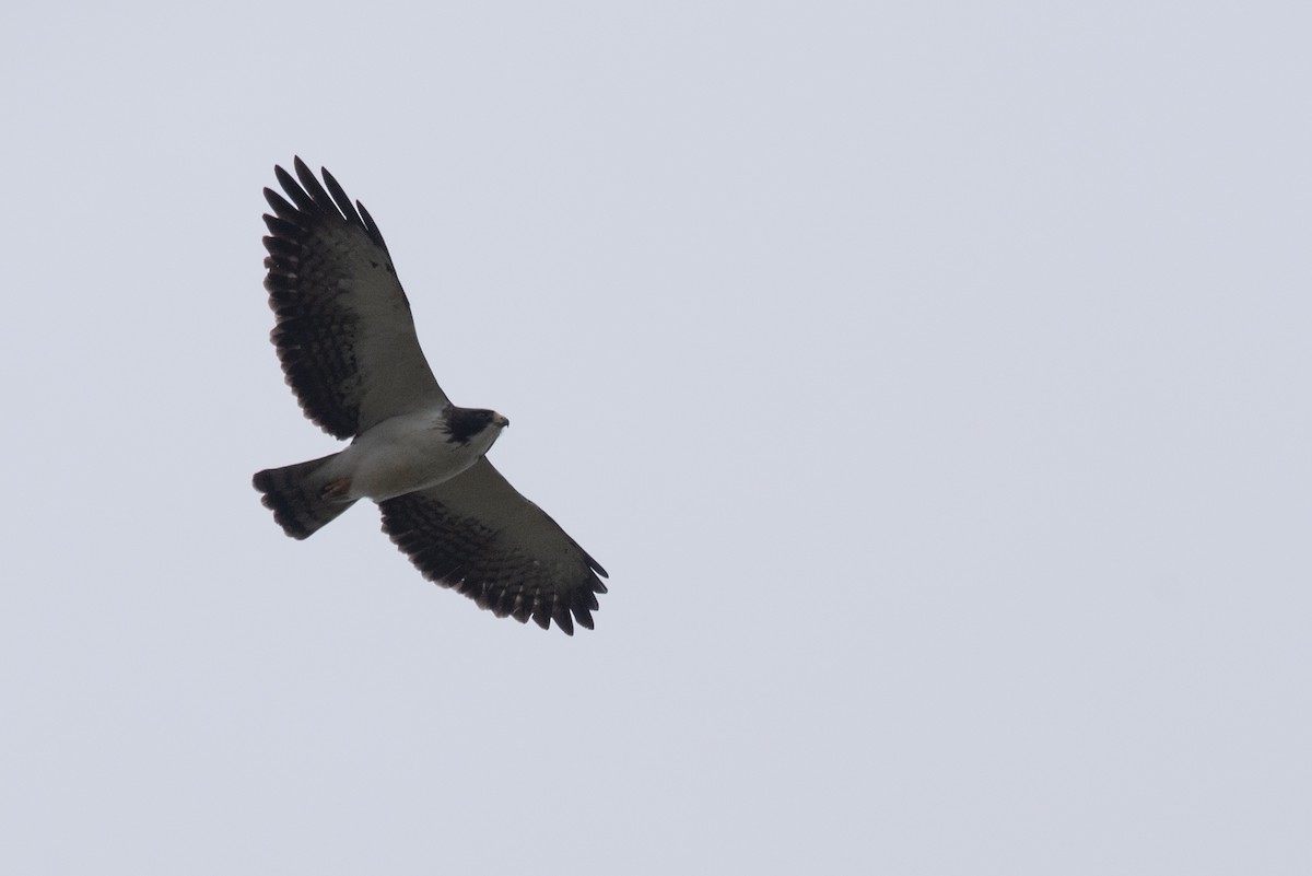Short-tailed Hawk - Philippe Hénault
