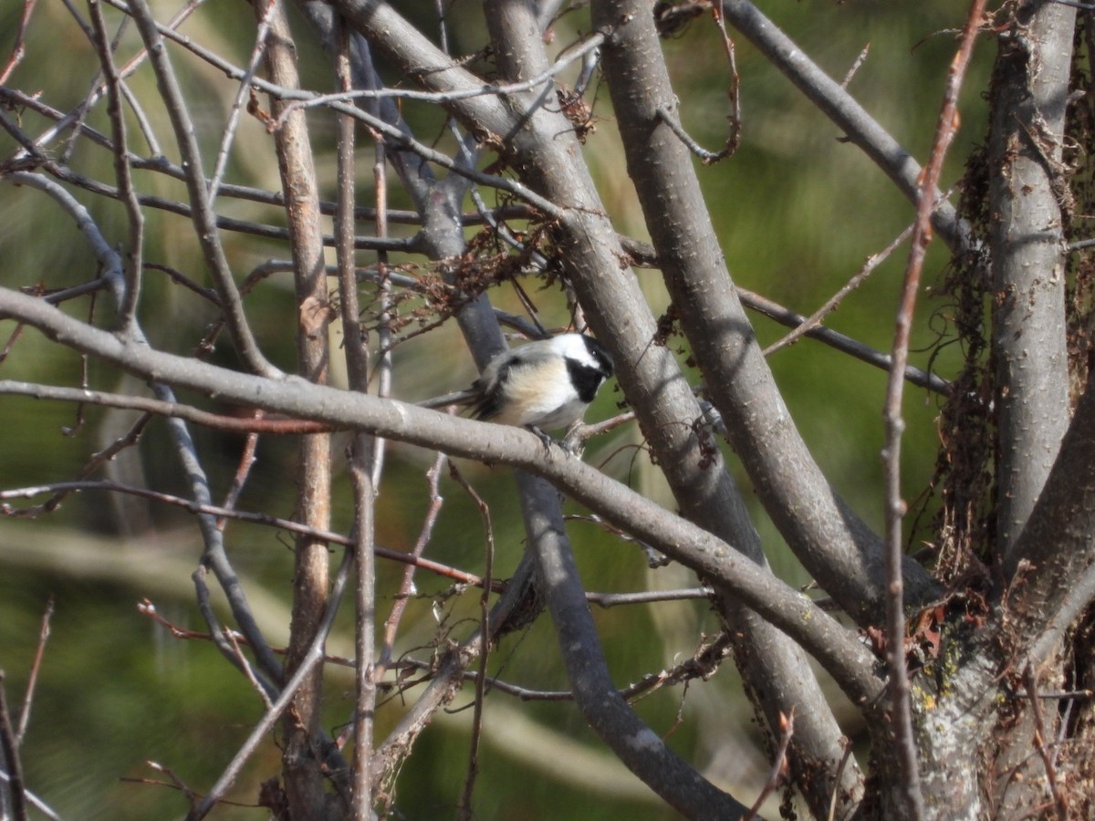 Black-capped Chickadee - ML615969194