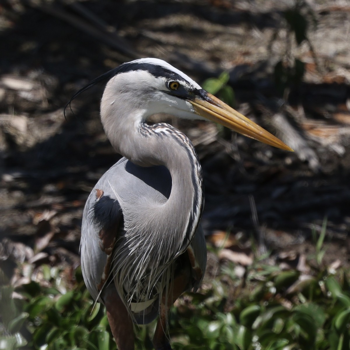 Great Blue Heron - Glenn and Ellen Peterson