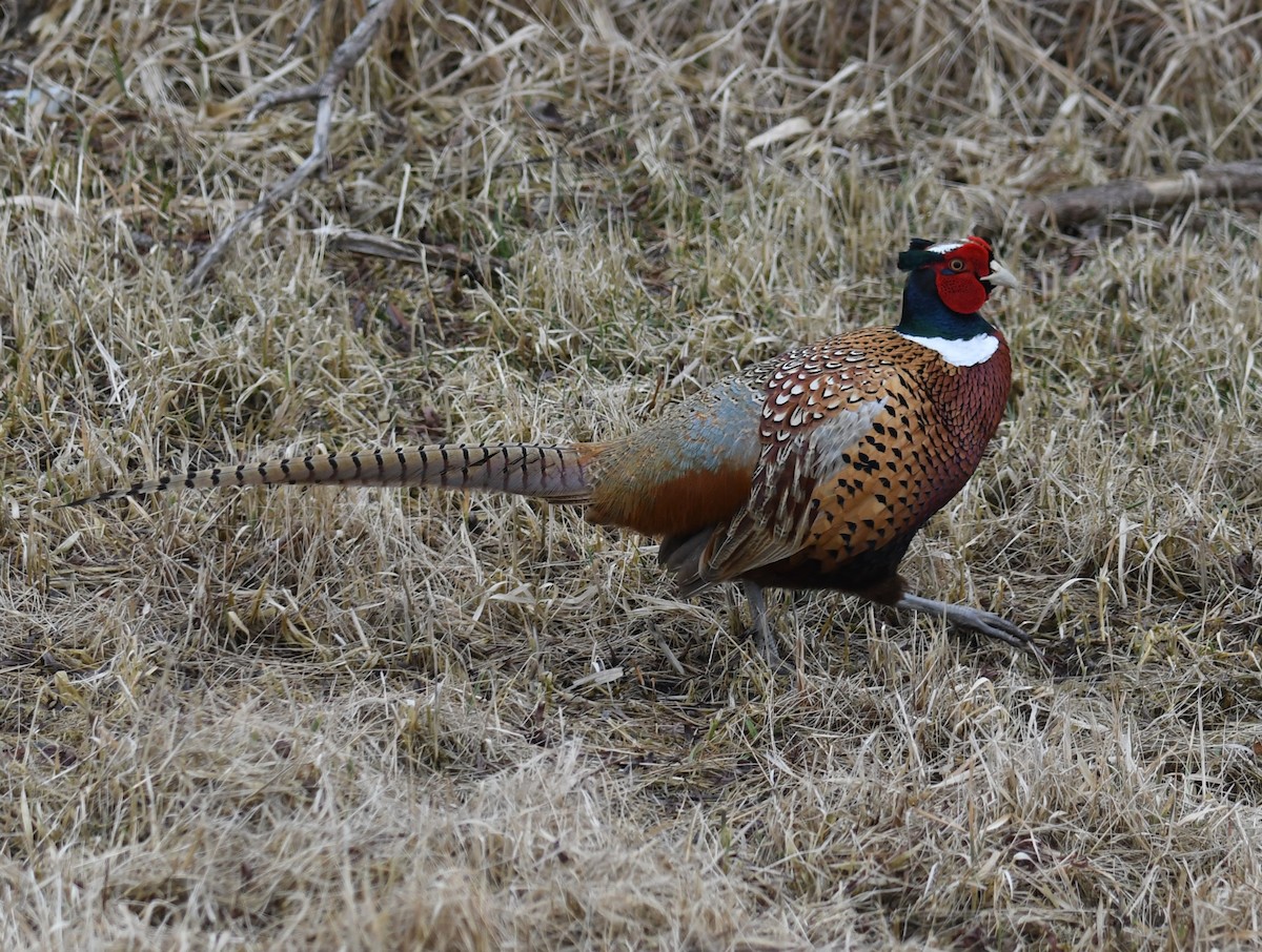 Ring-necked Pheasant - ML615969217