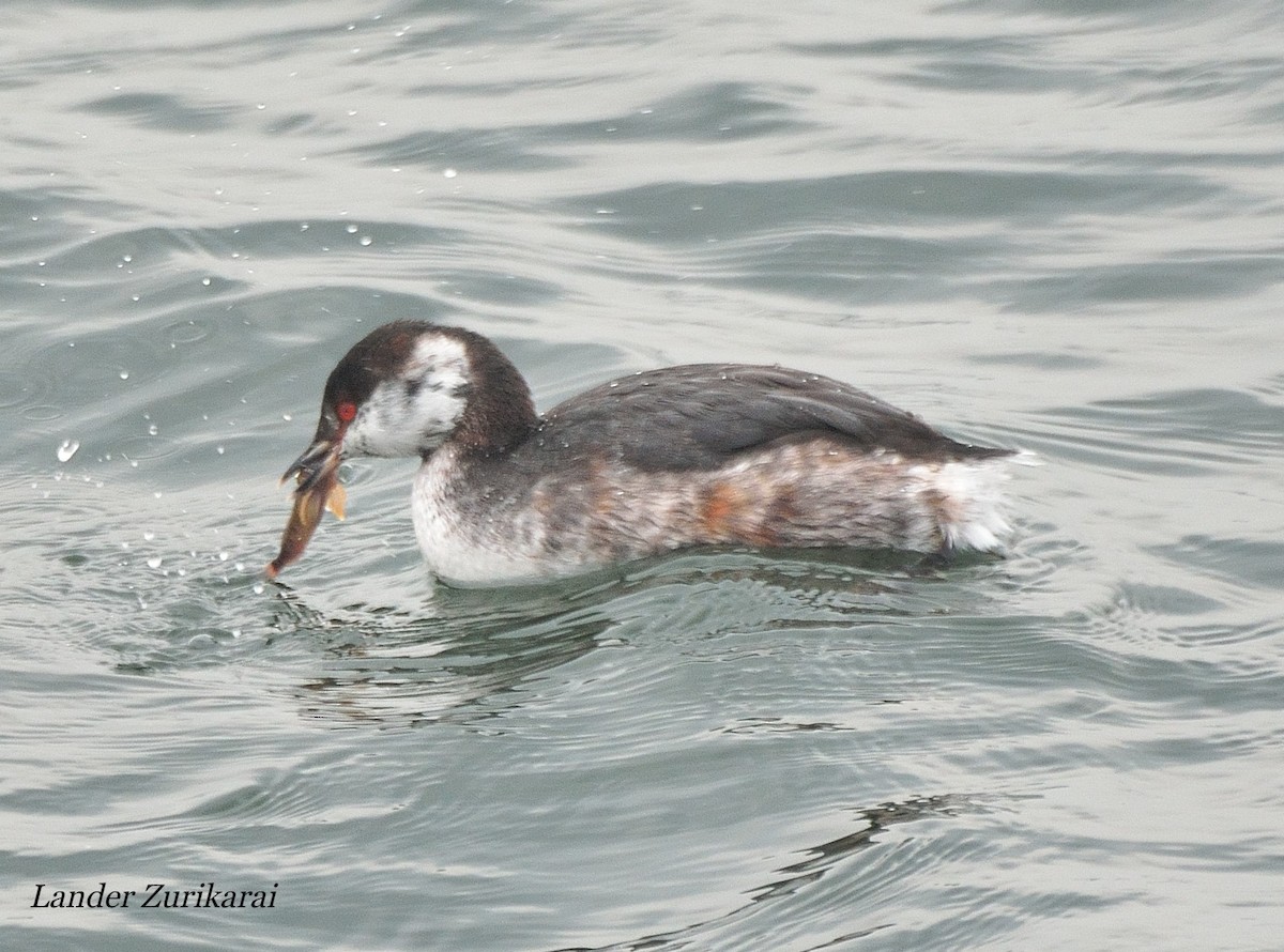 Horned Grebe - Lander Zurikarai