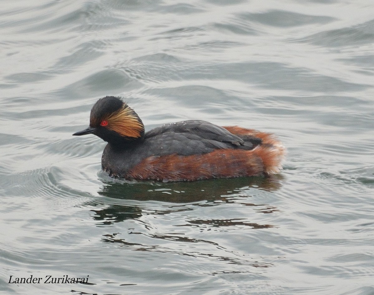 Eared Grebe - ML615969248