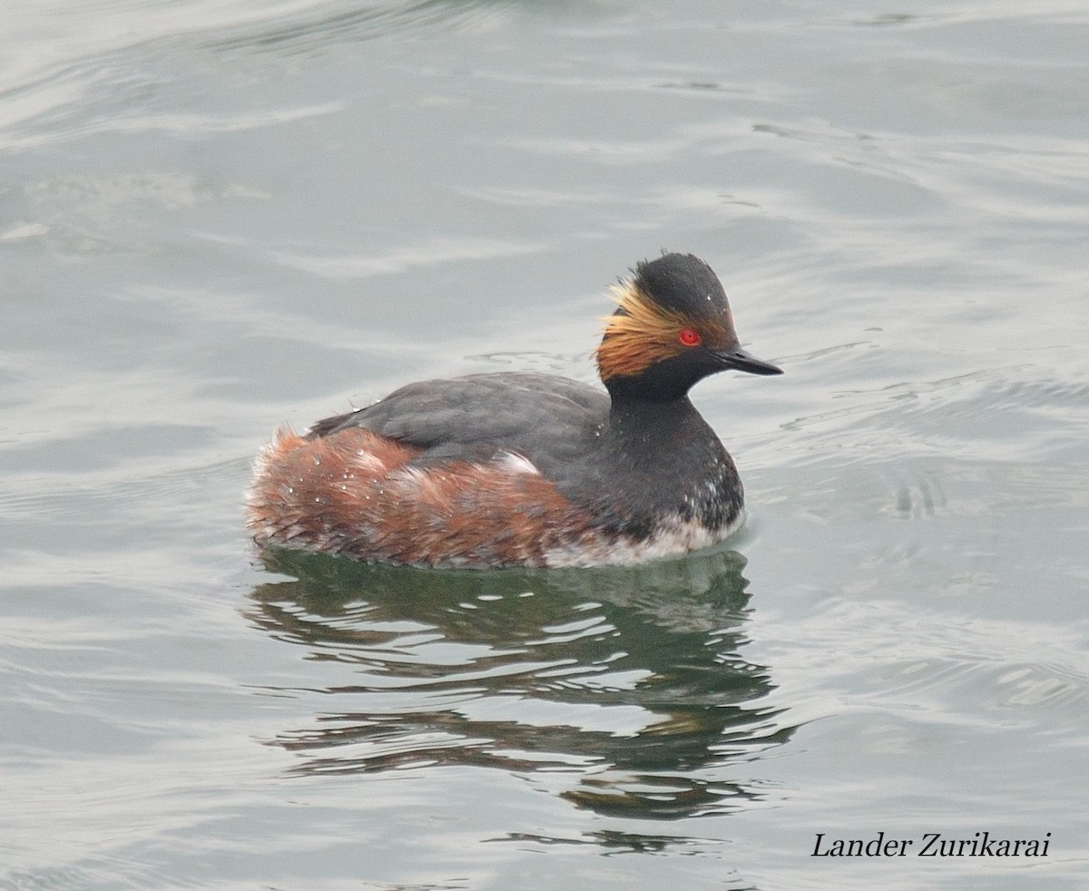 Eared Grebe - ML615969250