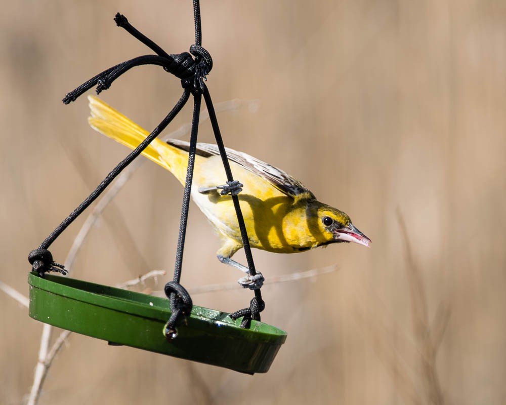 Bullock's Oriole - Z A Lloyd