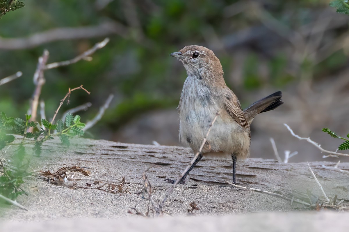 Fahltapaculo - ML615969380