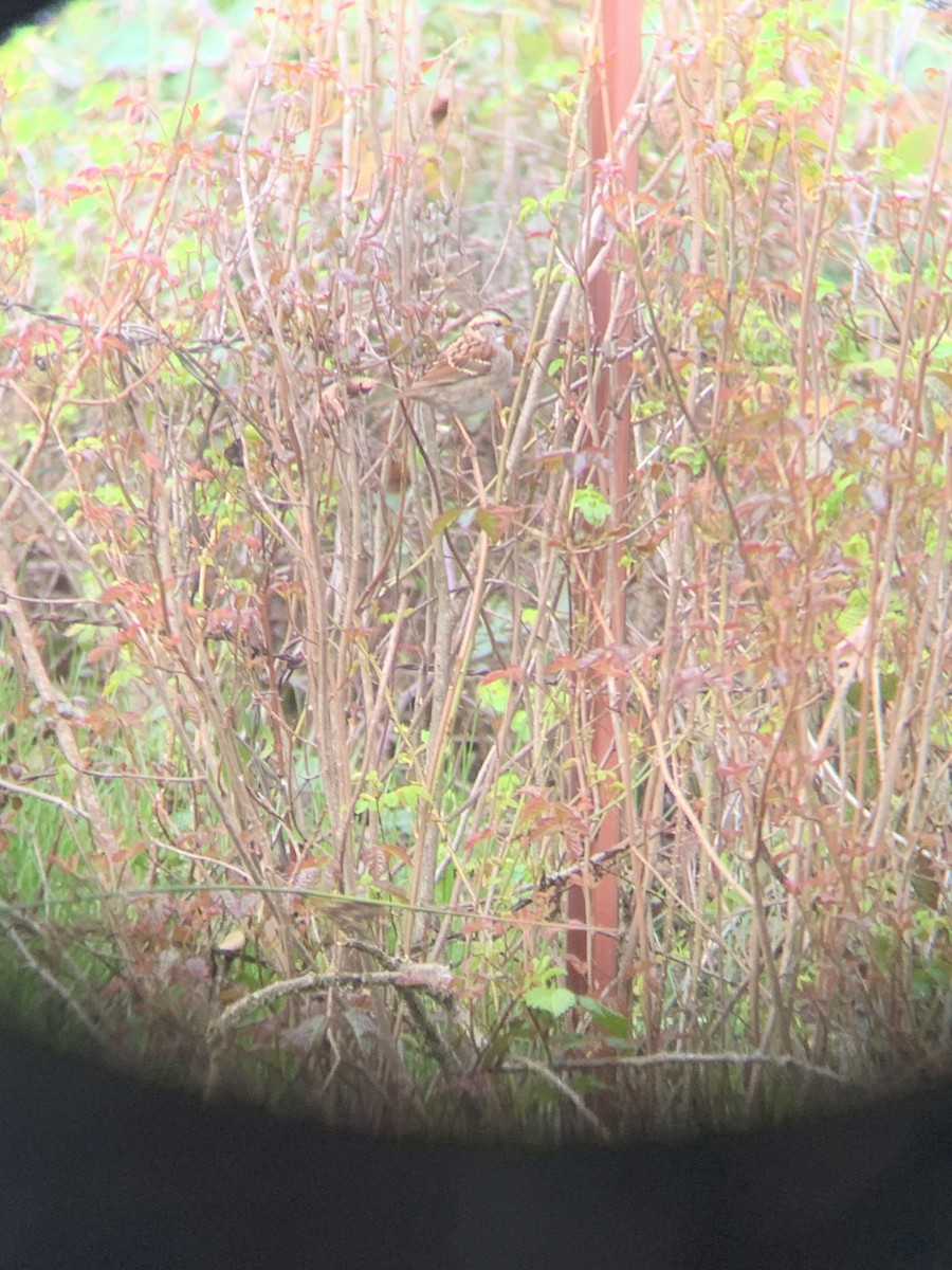 White-throated Sparrow - ML615969386