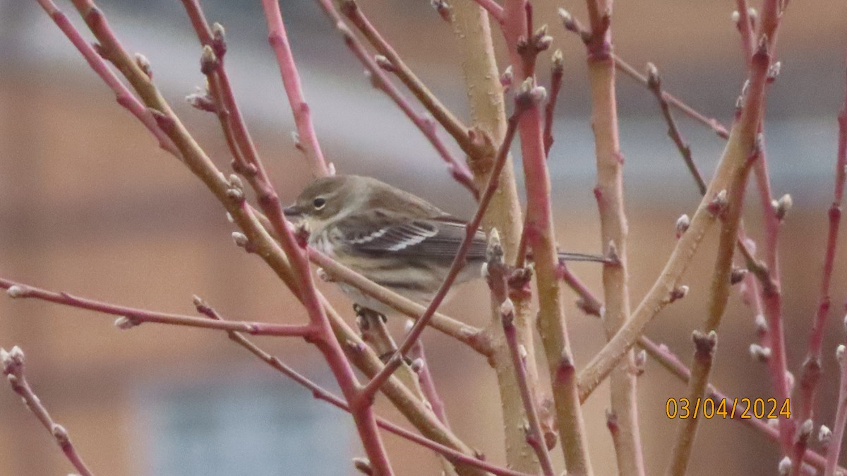 Yellow-rumped Warbler (Myrtle) - ML615969395