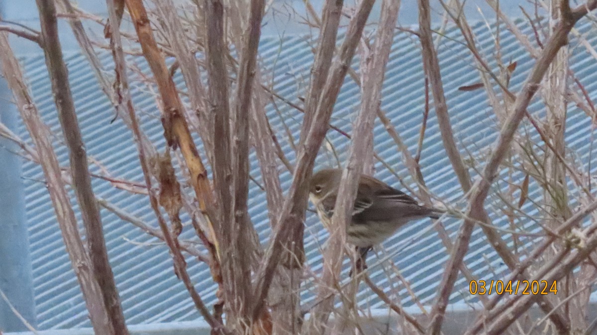 Yellow-rumped Warbler (Myrtle) - ML615969396