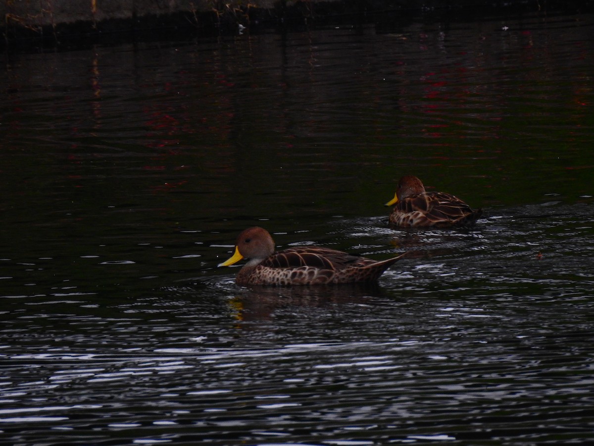 Yellow-billed Pintail - ML615969416