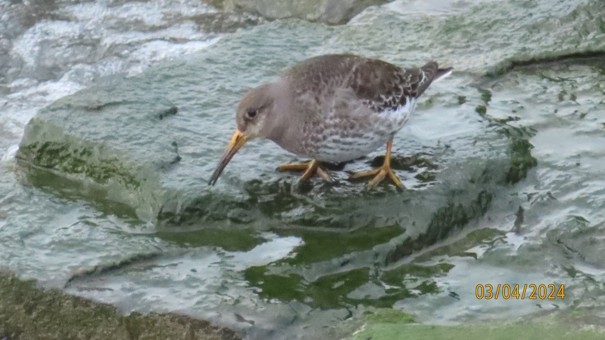 Purple Sandpiper - ML615969425