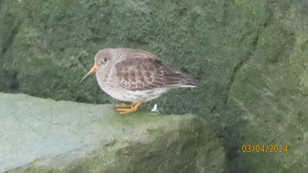 Purple Sandpiper - ML615969426