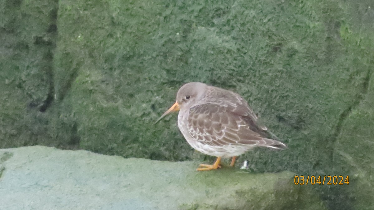 Purple Sandpiper - ML615969427