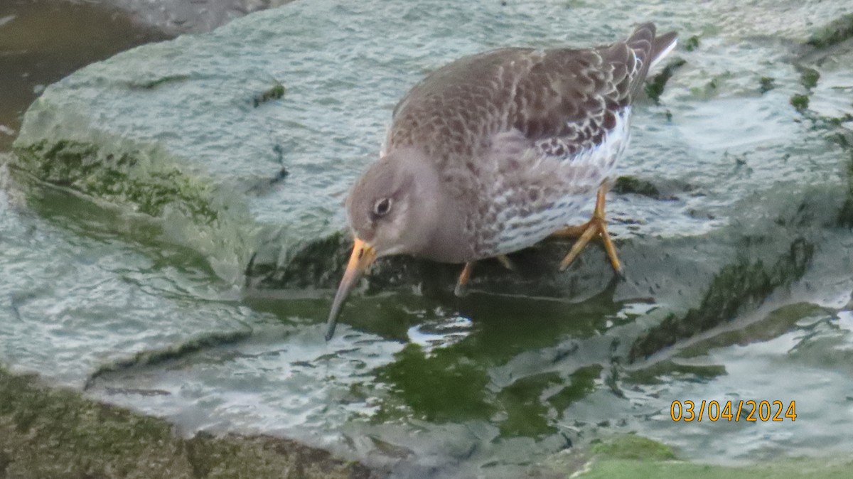 Purple Sandpiper - ML615969428