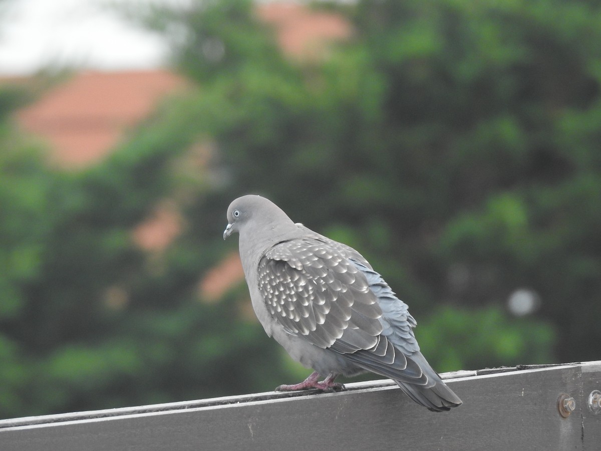 Spot-winged Pigeon - JESSICA ARRIGORRIA