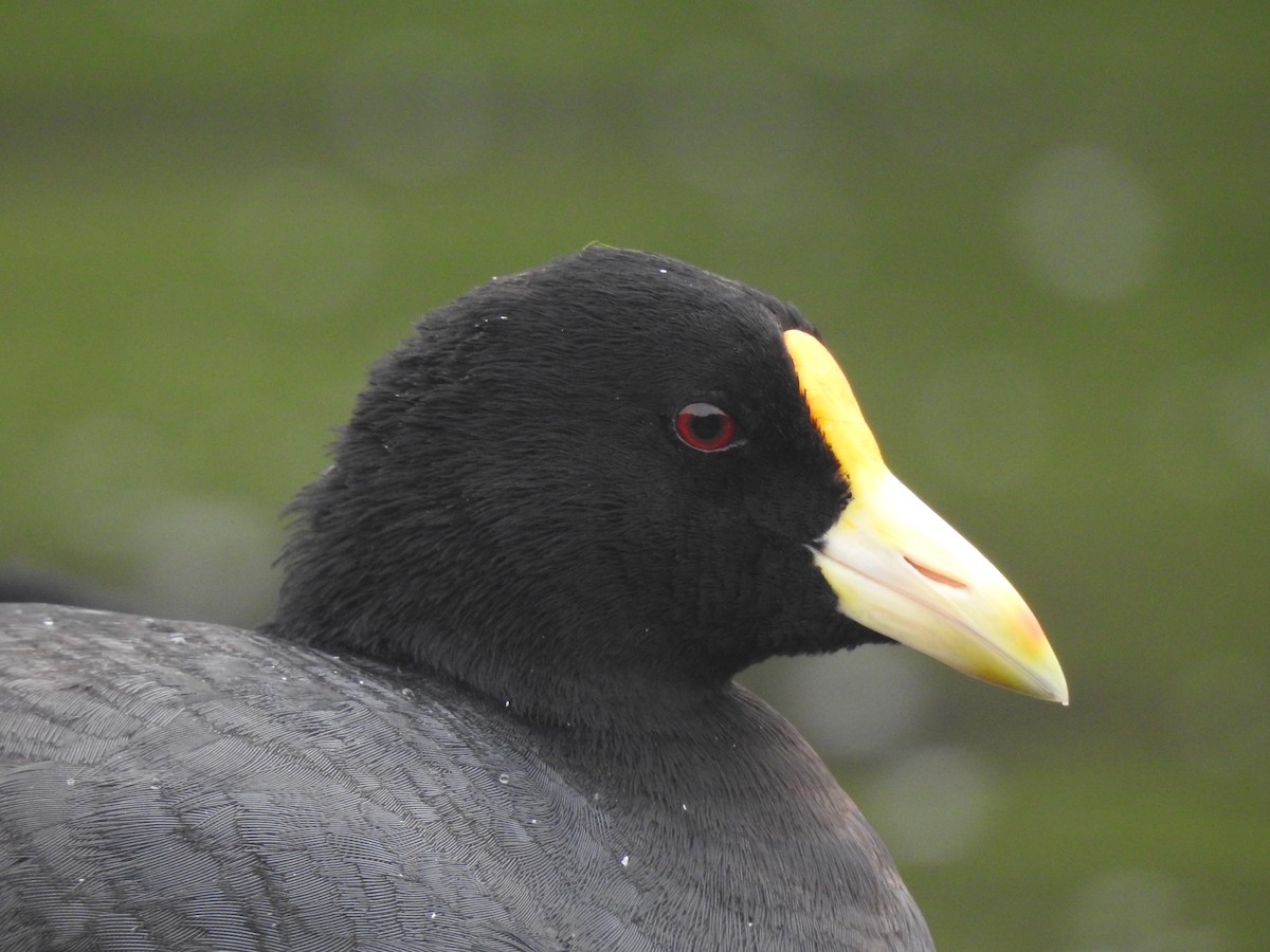 White-winged Coot - JESSICA ARRIGORRIA