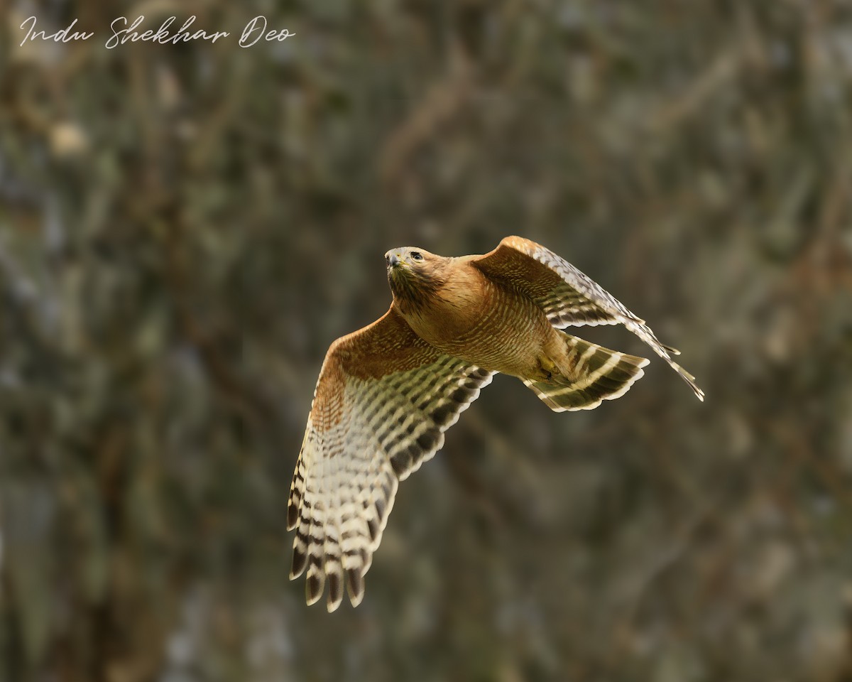 Red-shouldered Hawk - ML615969469