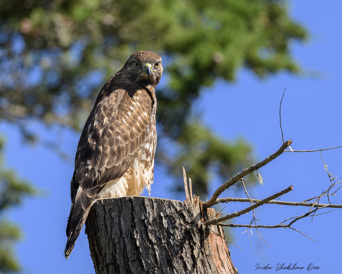 Red-tailed Hawk - Indu Shekhar Deo