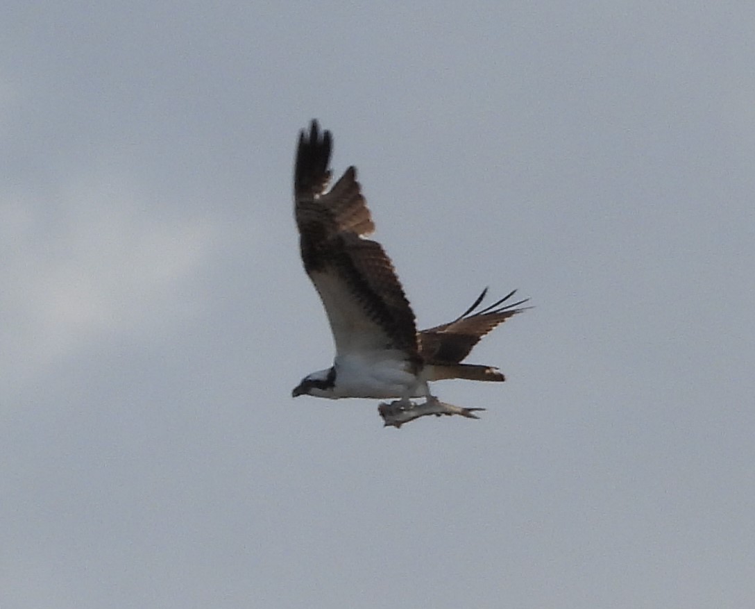 Águila Pescadora - ML615969489