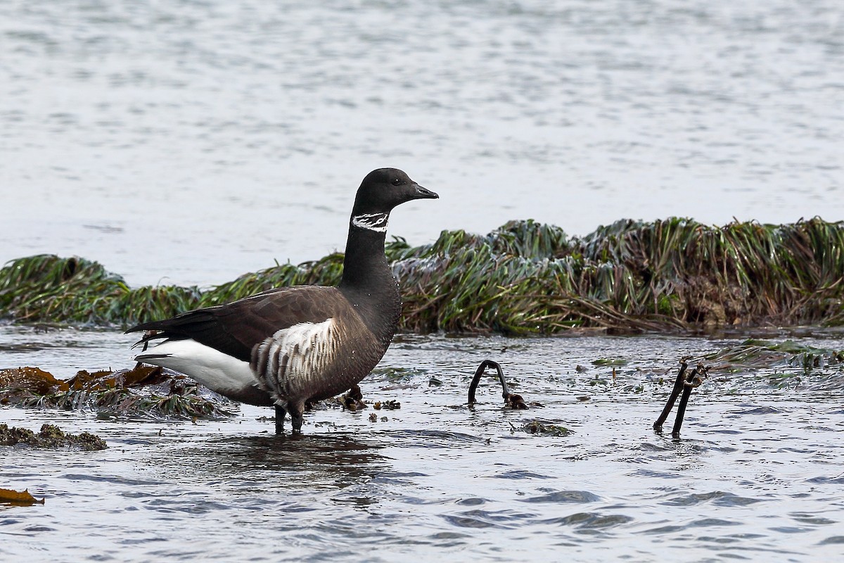 コクガン（nigricans） - ML615969494