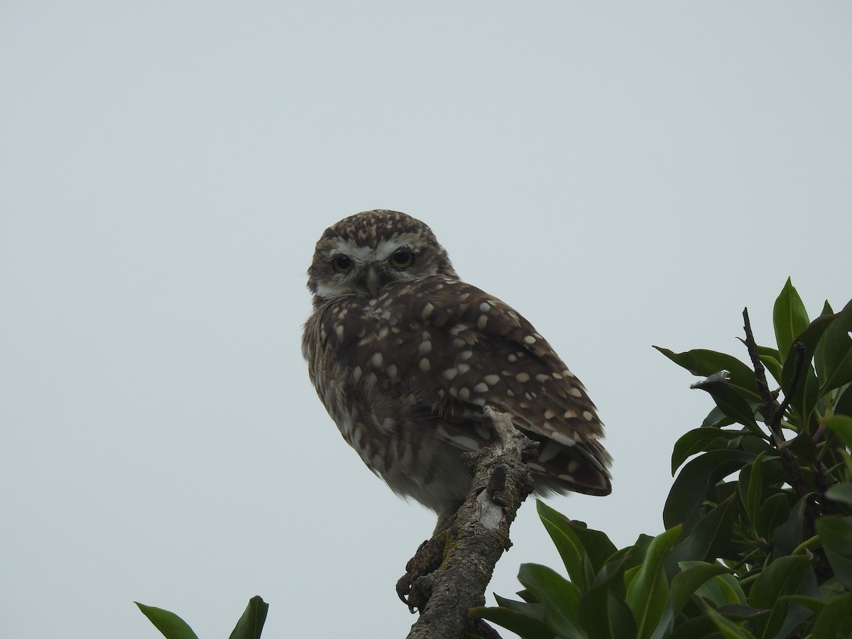 Burrowing Owl - JESSICA ARRIGORRIA