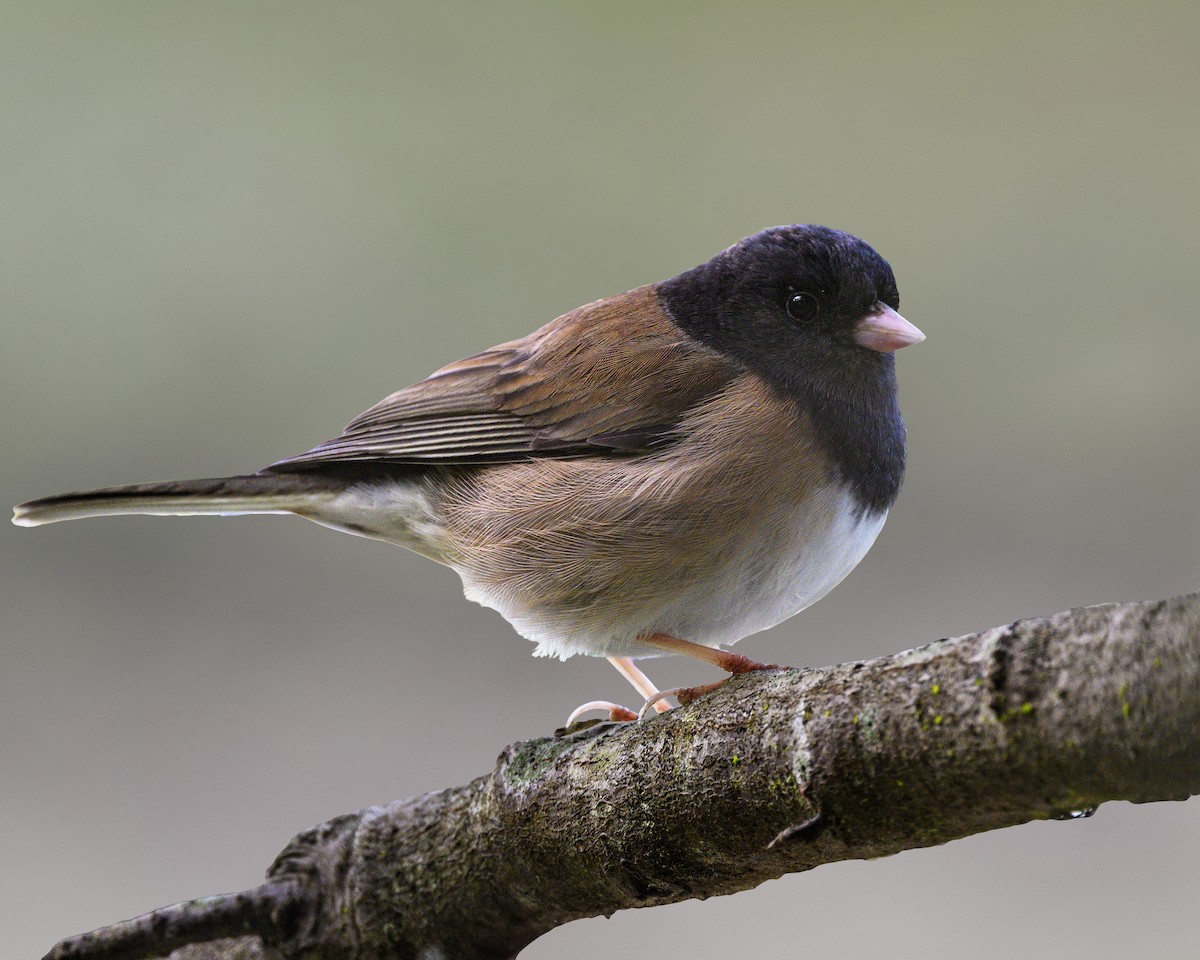 Dark-eyed Junco - ML615969542