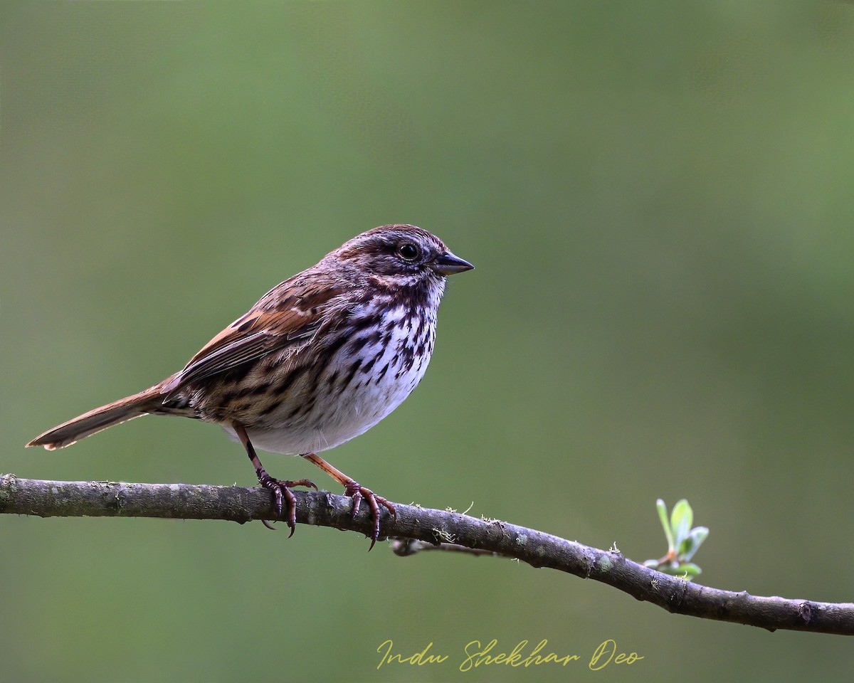 Song Sparrow - Indu Shekhar Deo