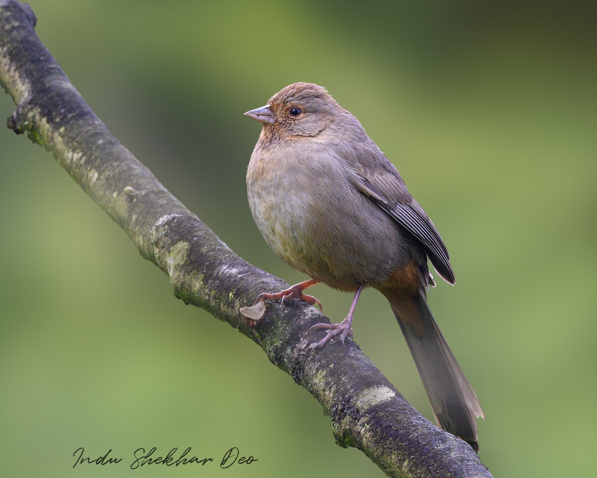 California Towhee - ML615969561