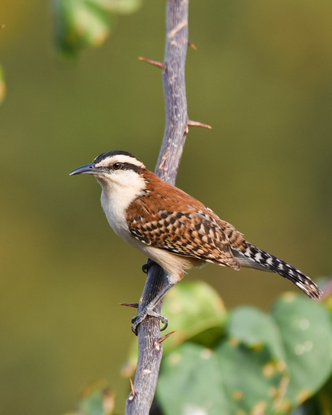 Rufous-naped Wren - ML615969642