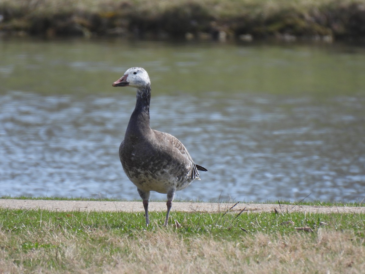 Snow Goose - ML615969652