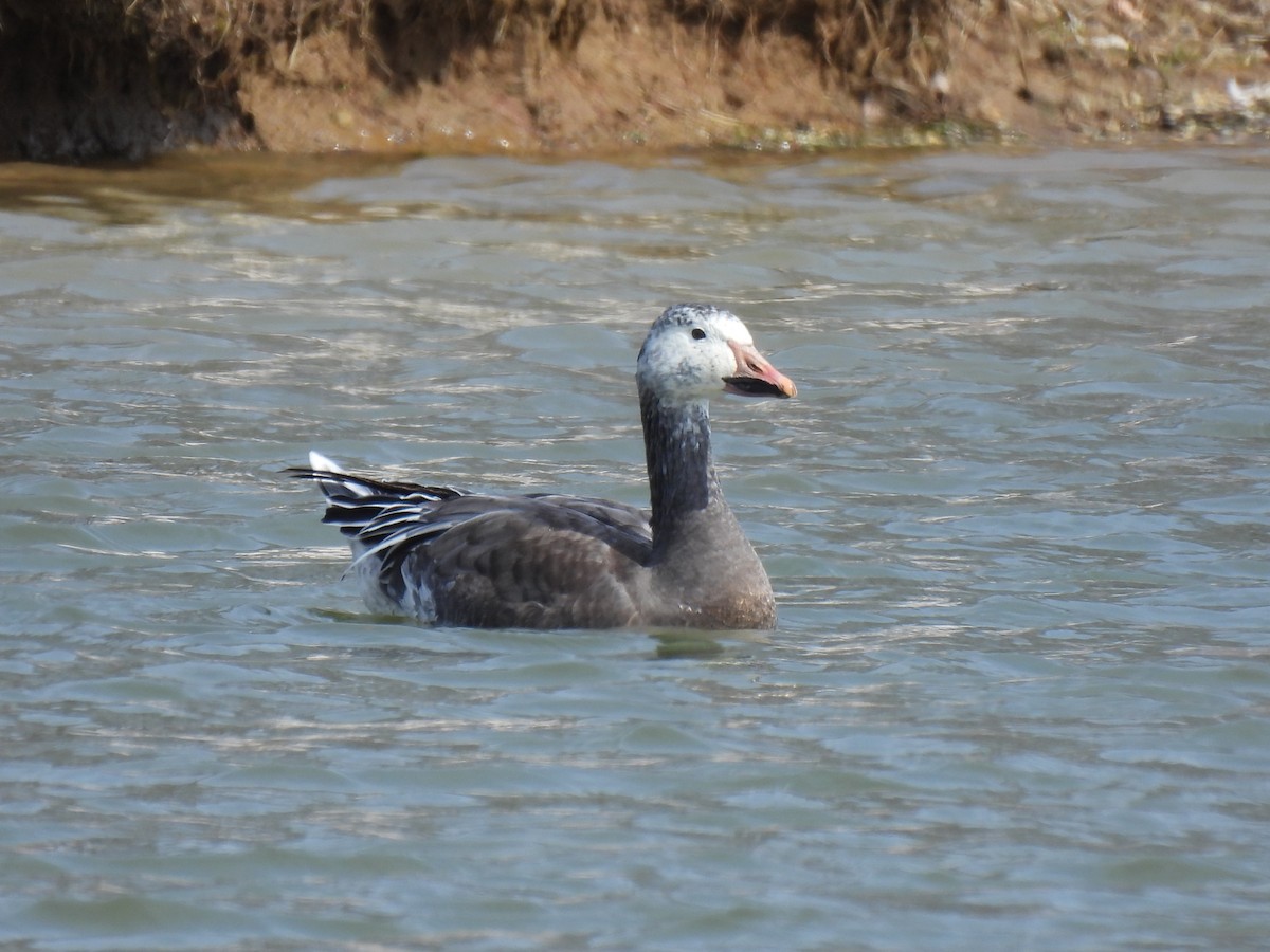 Snow Goose - ML615969653
