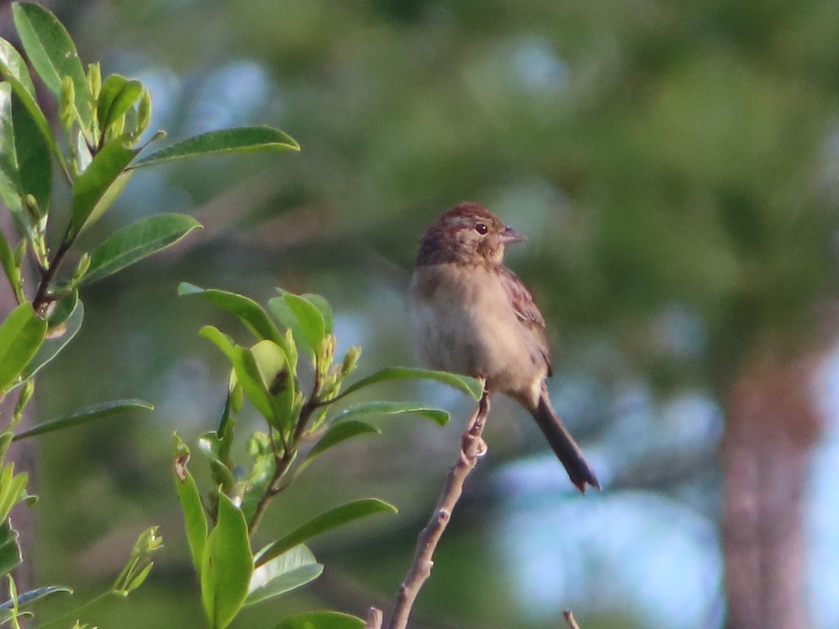 Bachman's Sparrow - ML615969660