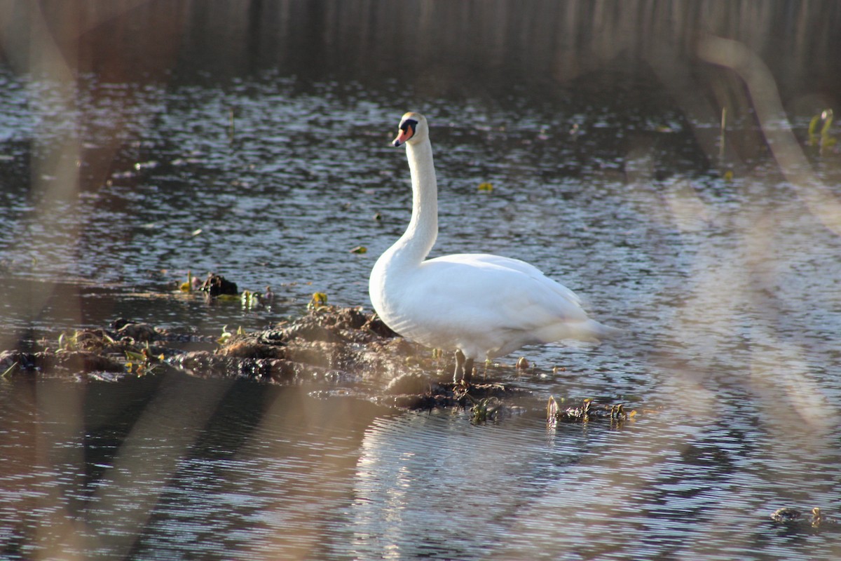 Cygne tuberculé - ML615969684