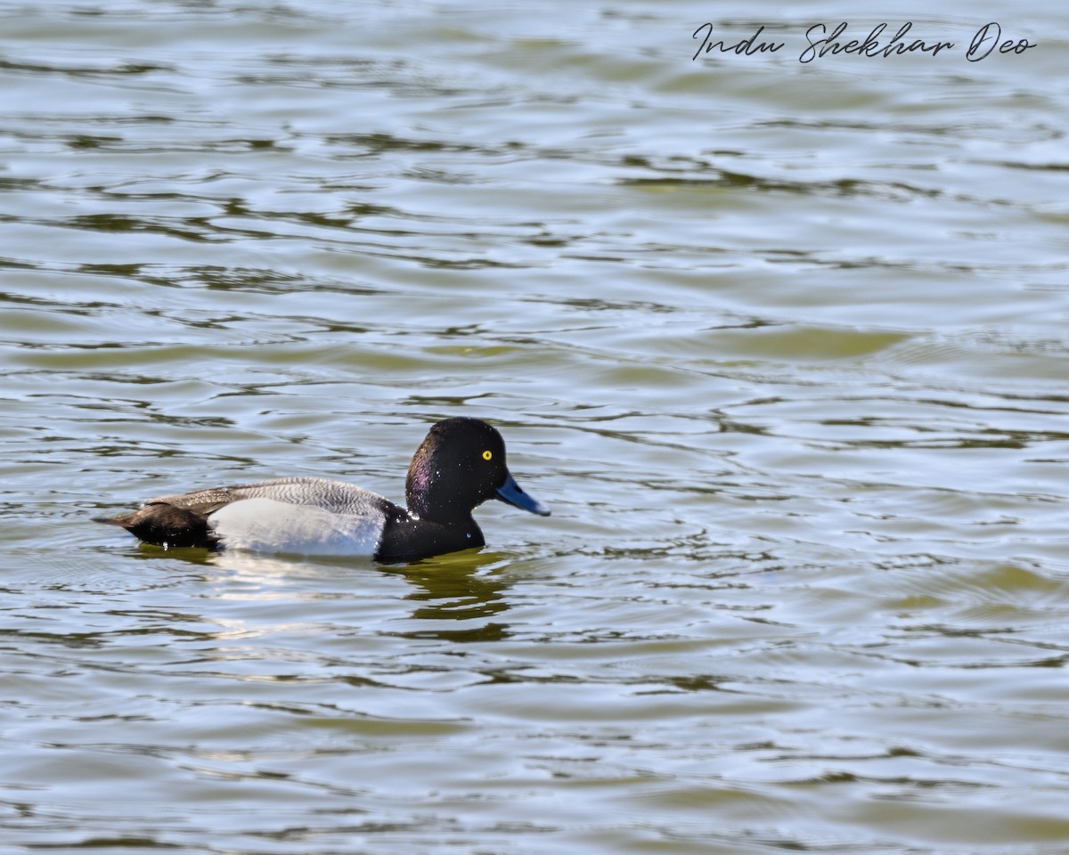 Lesser Scaup - Indu Shekhar Deo