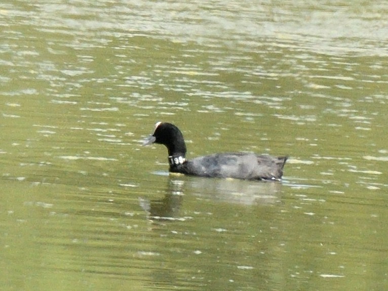 Eurasian Coot - ML615969712