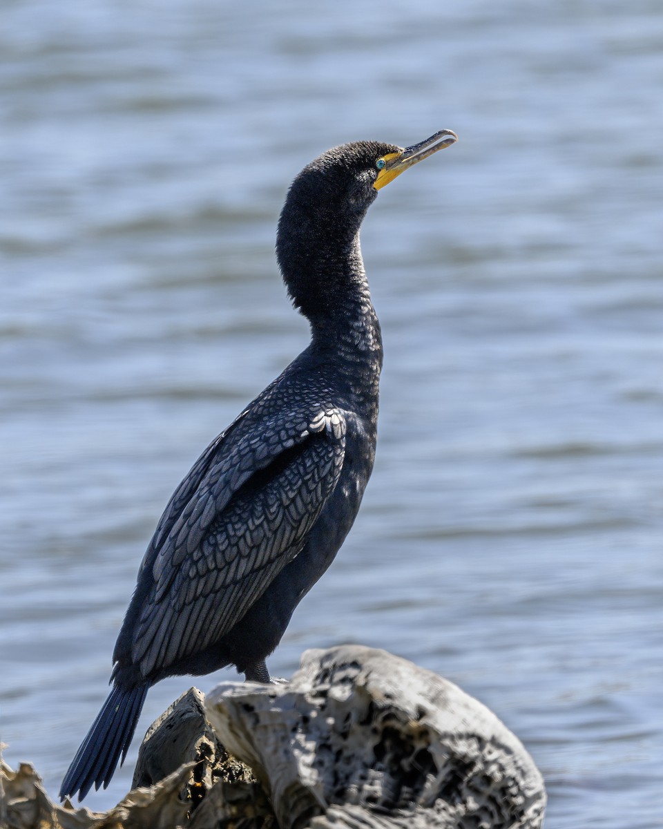 Cormoran à aigrettes - ML615969774