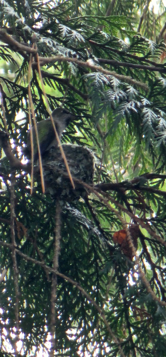 Anna's Hummingbird - ML615969806