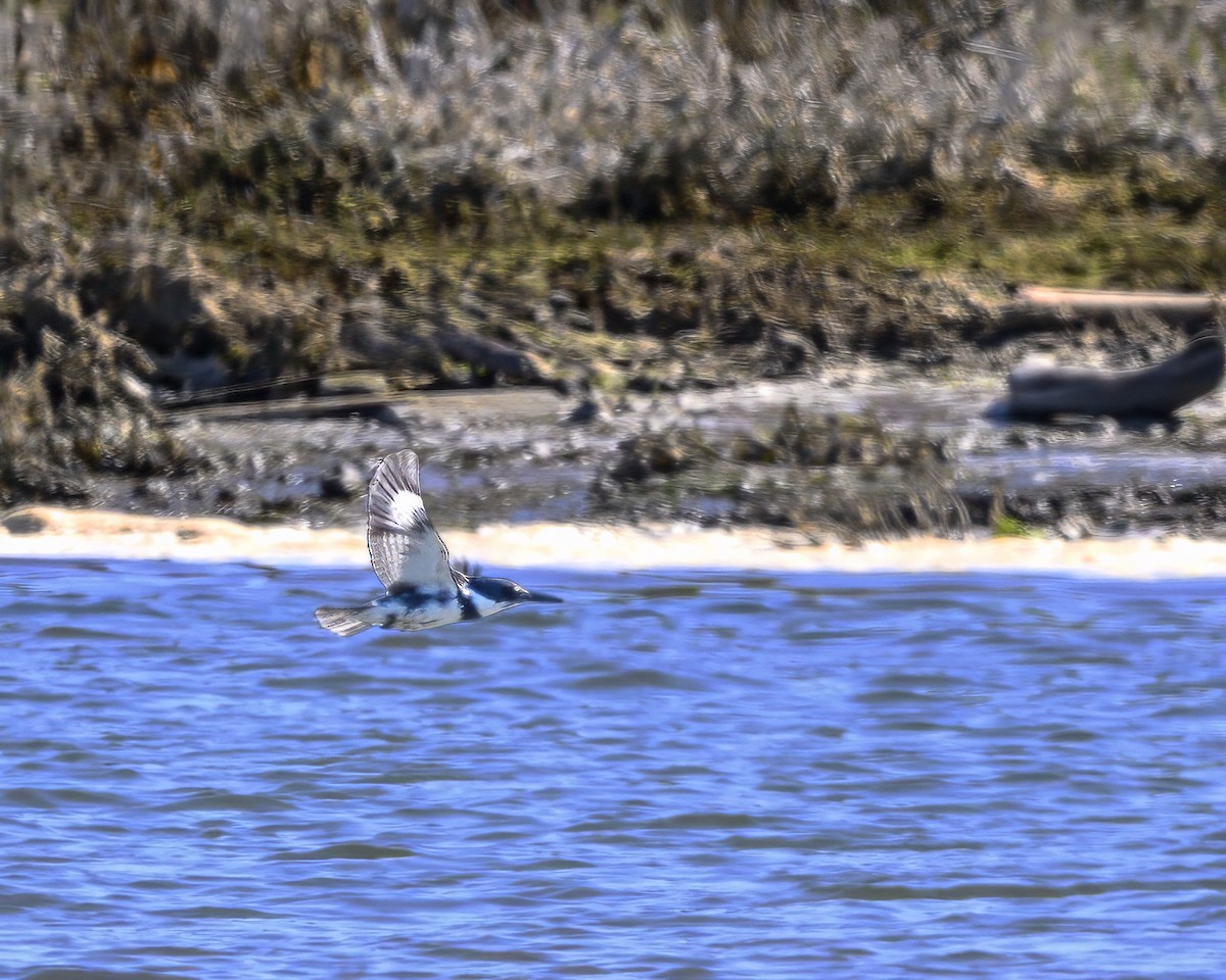 Martin-pêcheur d'Amérique - ML615969808