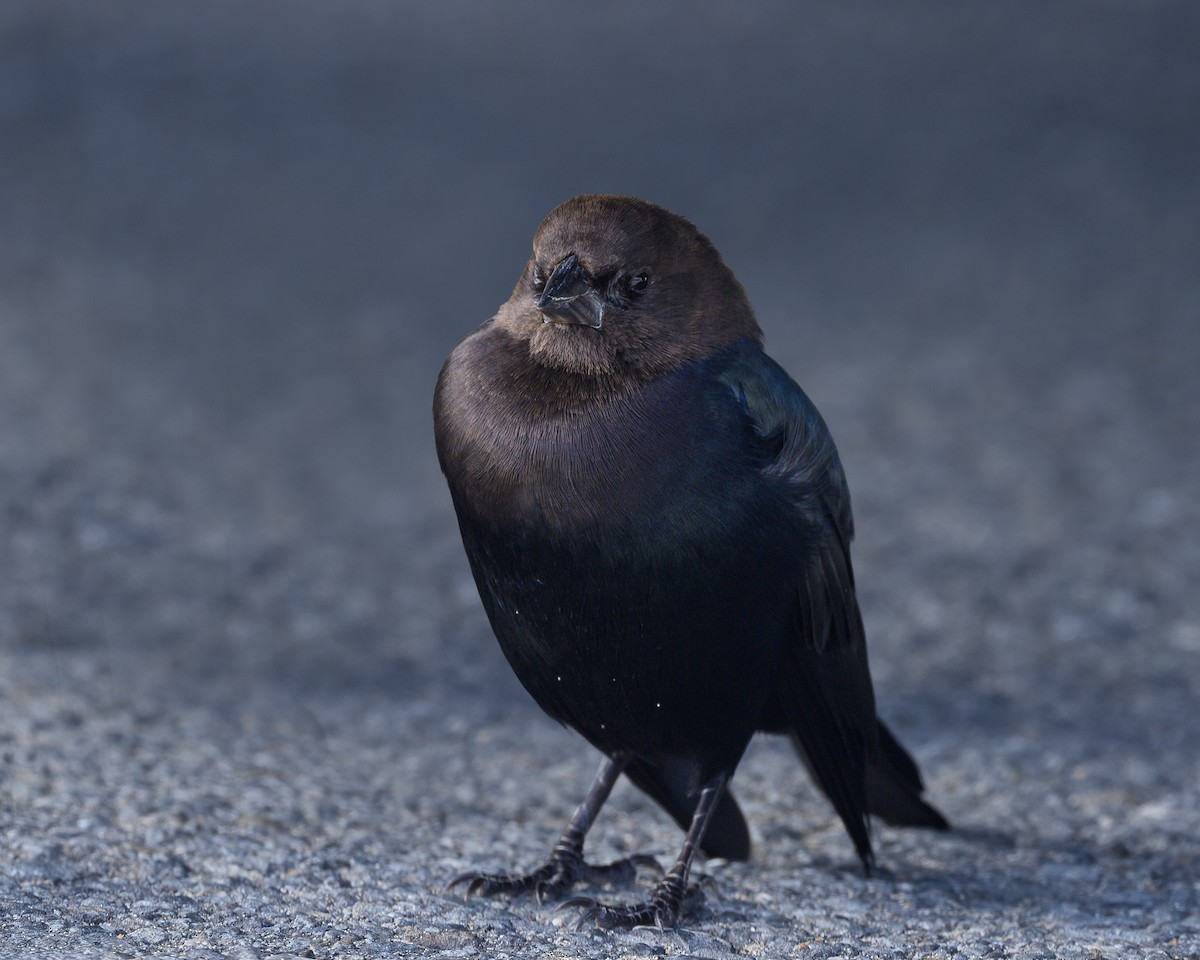 Brown-headed Cowbird - Indu Shekhar Deo